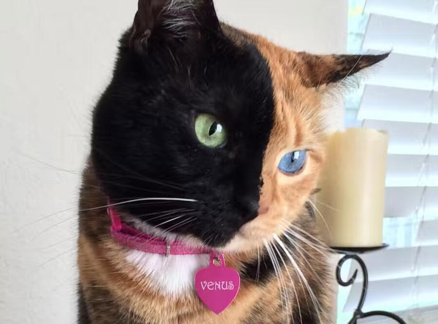 Venus the sales cat plush